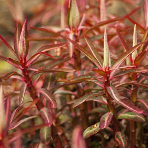 Spurge, Sikkim Spurge, Euphorbia sikkimensis, A mass of bright red new shoots emerging in