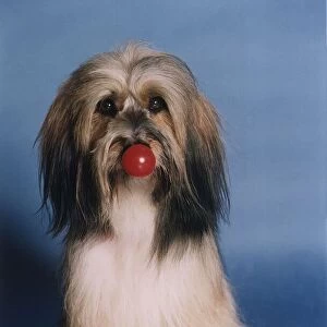Animals Dogs Pippin TV Commercial star supporting Comic Relief Red Nose Day