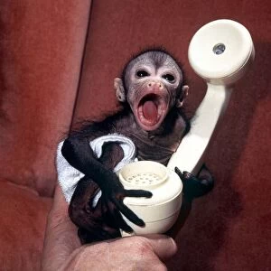 Baby Spider Monkey at Kilverstone Wildlife Park, Norfolk Telephone circa 1975