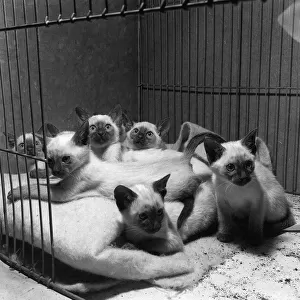 Cats and Kittens in their show cages at the 1958 National Cat Show at Olympia