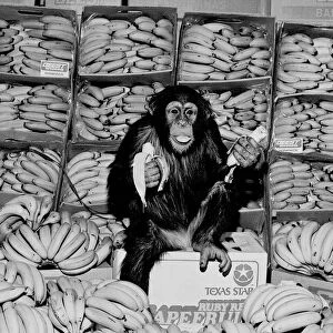 A Chimpanzee in paradise at Twycross Zoo. 20th February 1976