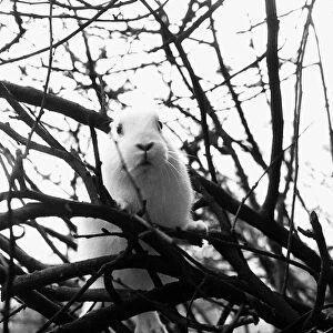 Fluffy the Rabbit stuck up tree March 1980