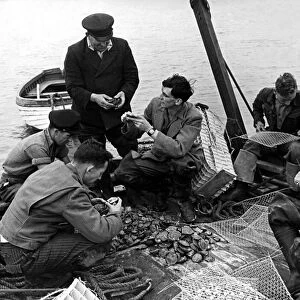 Men examine oysters which have been transported from Conway
