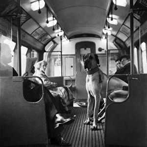 Mr G George and his dog Bruce the Great Dane sitting on the tube with travellers in