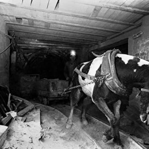 Pit ponies reaching the end of the road at the coal mine. April 1969 P017736
