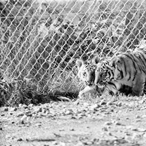 Young Tigers at Windsor Safari Park, Berkshire, England, October 1980