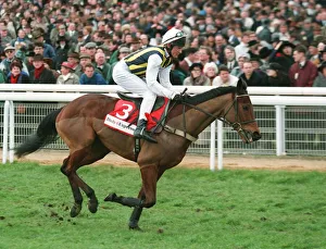 Racehorse Prints: Anzum