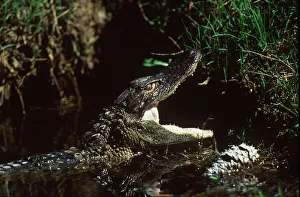 Sawgrass Prints: Aligator At Sawgrass