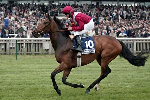 Guineas Prints: Almaviva