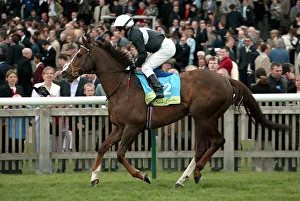 Guineas Prints: Bahamian Pirate