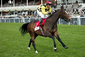 Darley Prints: Bali Royal