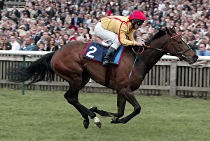 Guineas Prints: Beneventa