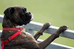 Derbyshire Prints: Boxer Dog Watches Cricket