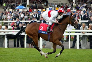Dettori Prints: Bush Cat