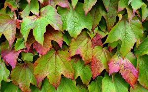 Centre Prints: Centre Court Ivy