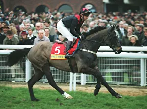 Racehorse Prints: Destriero