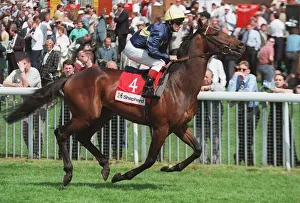 Racehorse Prints: Dombey