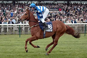 Guineas Prints: Everest