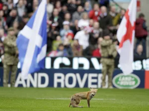 Pitch Prints: A Fox Takes To Twickenham Pitch