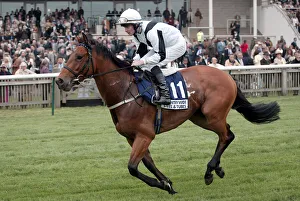 Guineas Prints: Gala Sunday