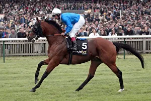 Guineas Prints: Golden Sahara