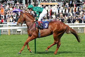 Dettori Prints: Hamoody