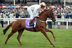 Dettori Prints: Leopard Hunt