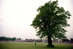 Canterbury Prints: Lime Tree At Canterbury
