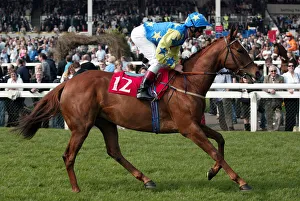Dettori Prints: Look Here S