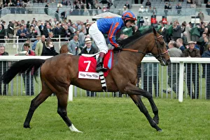 Darley Prints: Magistretti