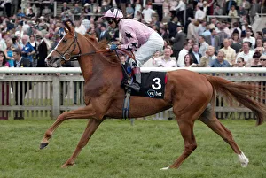 Dettori Prints: Mango Maschief
