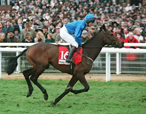Racehorse Prints: Marlino