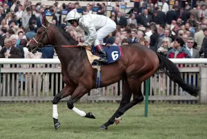 Guineas Prints: Mazepa