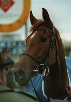 Racehorse Prints: Mysilv