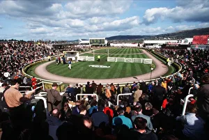 Parade Ring Cheltenham