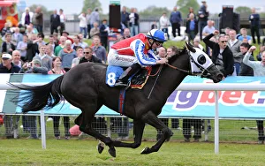 Primo Lady Ridden By David Probert