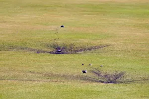 Hoylake Prints: Purple Eggs On Green