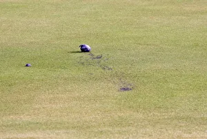 Purple Eggs On Green