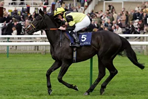 Newmarket Prints: Saabiq