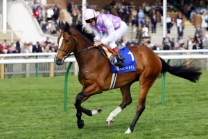 Dettori Prints: Sander Camillo