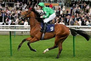 Newmarket Prints: Savernake Blue