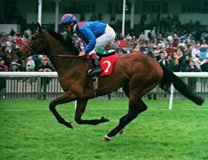 Racehorse Prints: Sayyedati