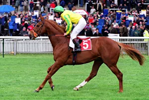 Quinn Prints: Scarteen Fox