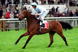 Dettori Prints: Shady Point