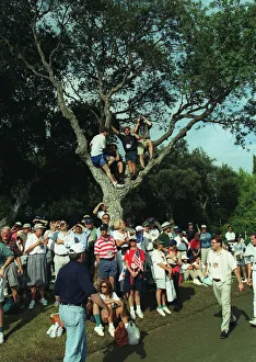 Trees Prints: Spectators Up Trees