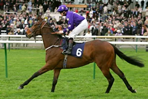 Newmarket Prints: Starlight Gazer