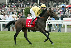 Darley Prints: Tarjman