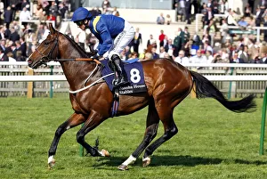 Darley Prints: Telin
