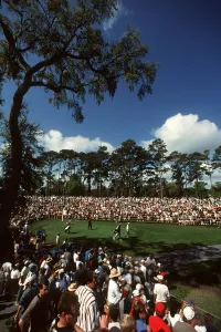 Woods Prints: Tiger Woods & Crowds