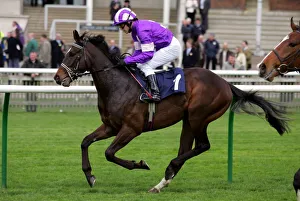 Newmarket Prints: Urban Warrior